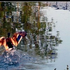 2002-animal