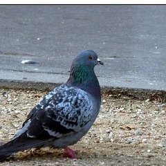 Animal