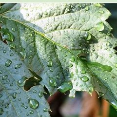Feuille