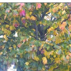Feuille