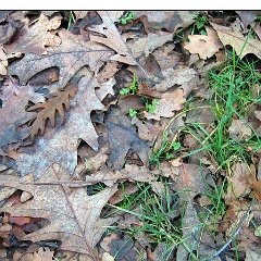 Feuille