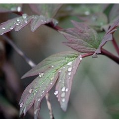 Feuille