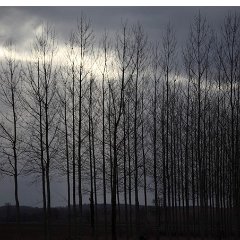 Paysage
