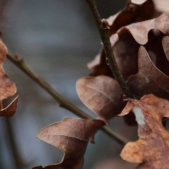 Feuille