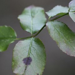 2011-feuilles