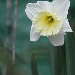 2011-nature