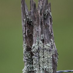 2011-texture