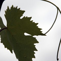 2011-vignes