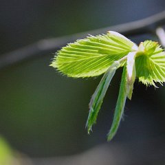 Feuilles
