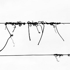 Vignes