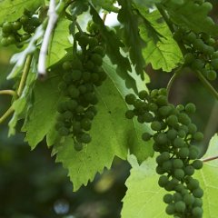 Vignes