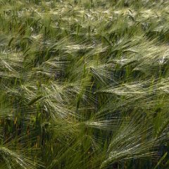 Voie_verte_Hiersac