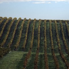 Vignes