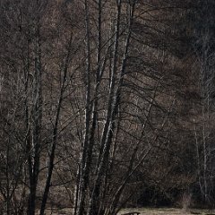 Anguienne