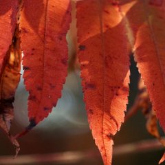 Feuilles